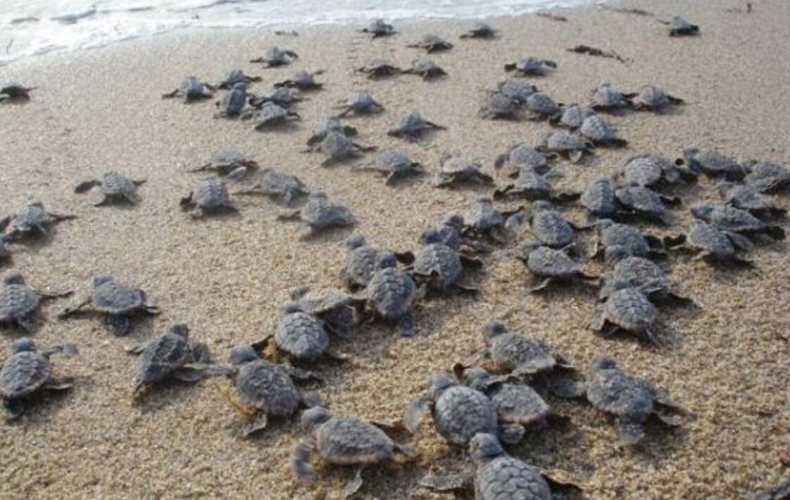Photo of Others in New Smyrna Beach