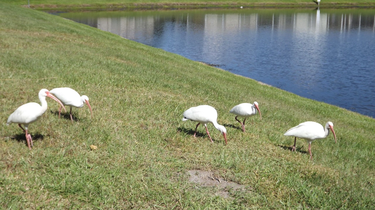 Photo of Others in Eagle Pointe South