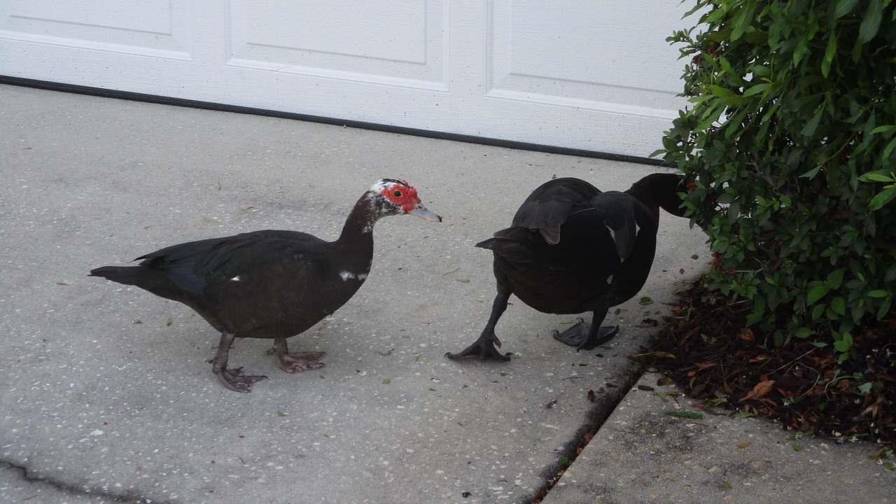 Photo of Others in Eagle Pointe South