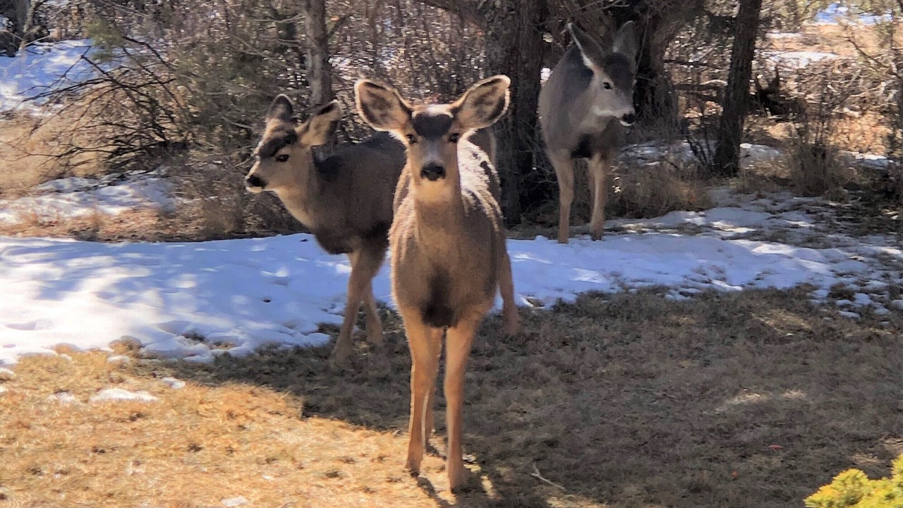 Photo of Others in Durango