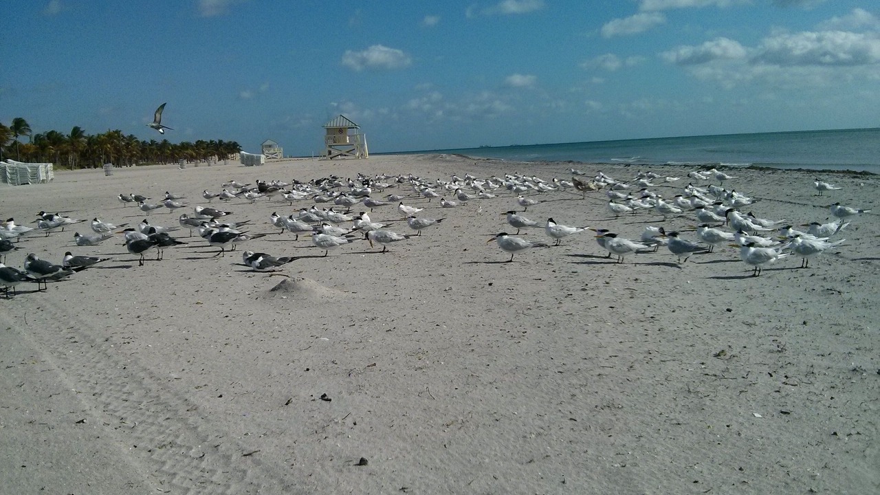 Photo of Others in Key Biscayne
