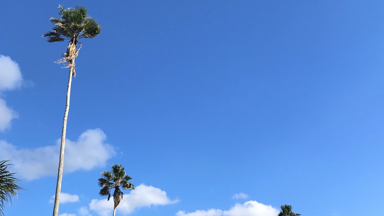 Photo of Others in Indian Rocks Beach