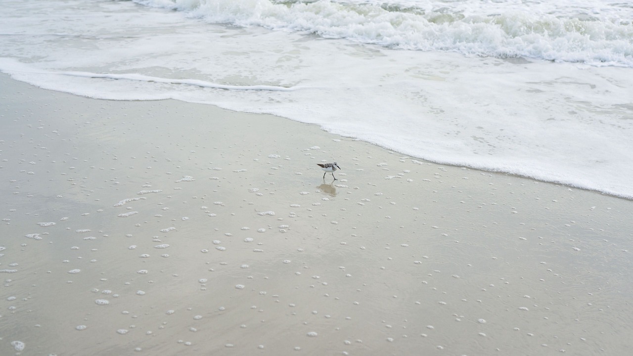 Photo of Others in Jacksonville Beach