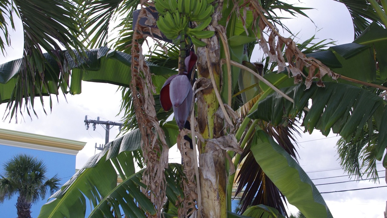 Photo of Outdoor in Cocoa Beach