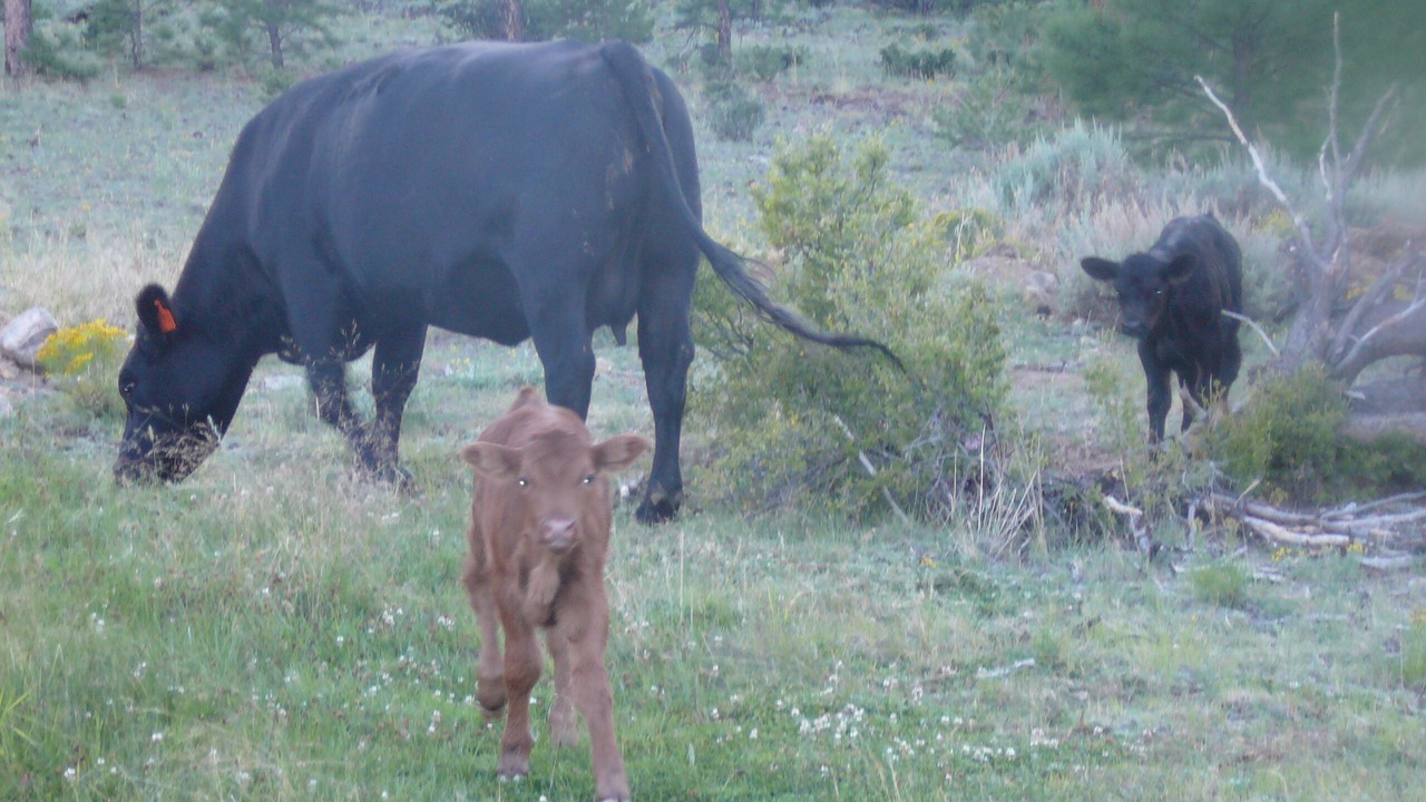 Photo of Others in Buena Vista