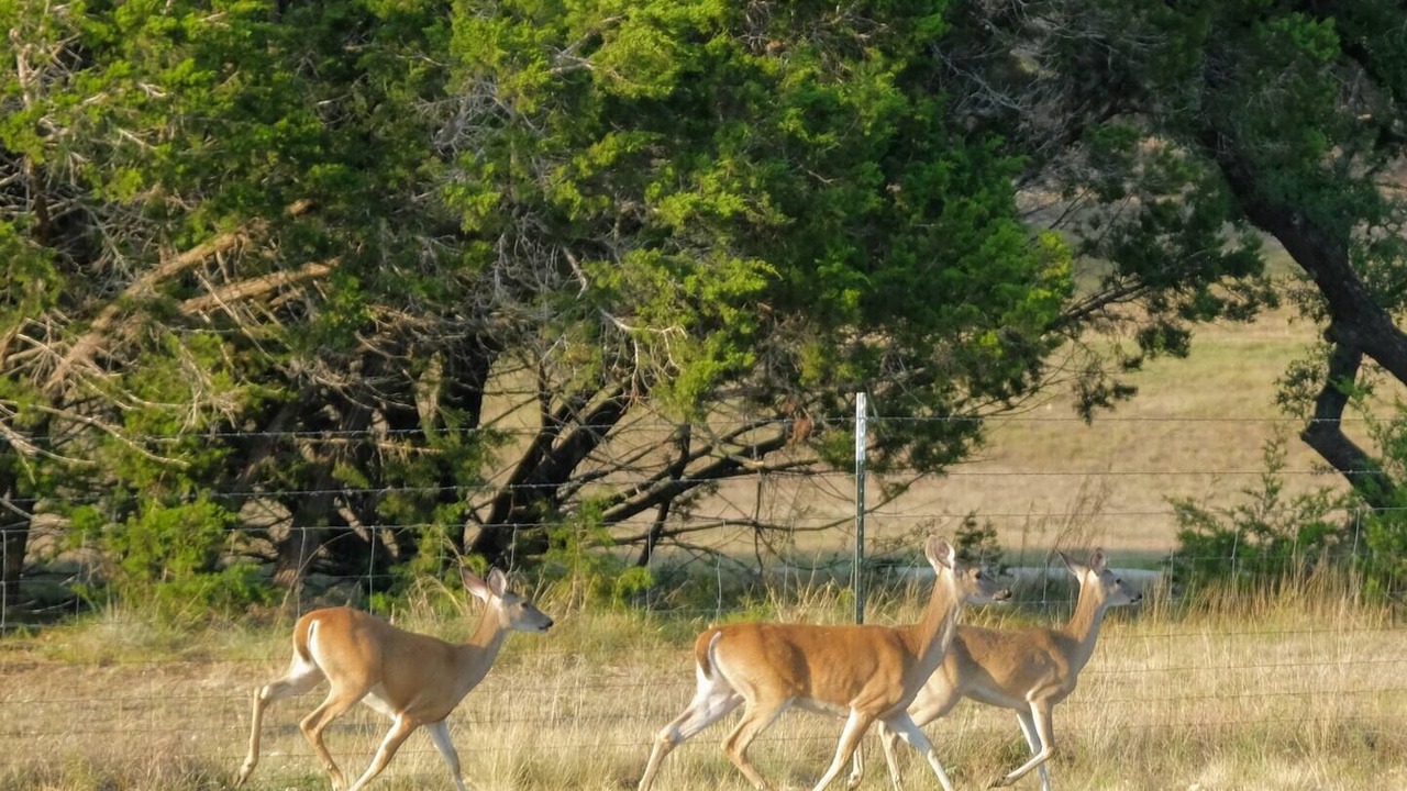 Photo of Outdoor in Canyon Lake