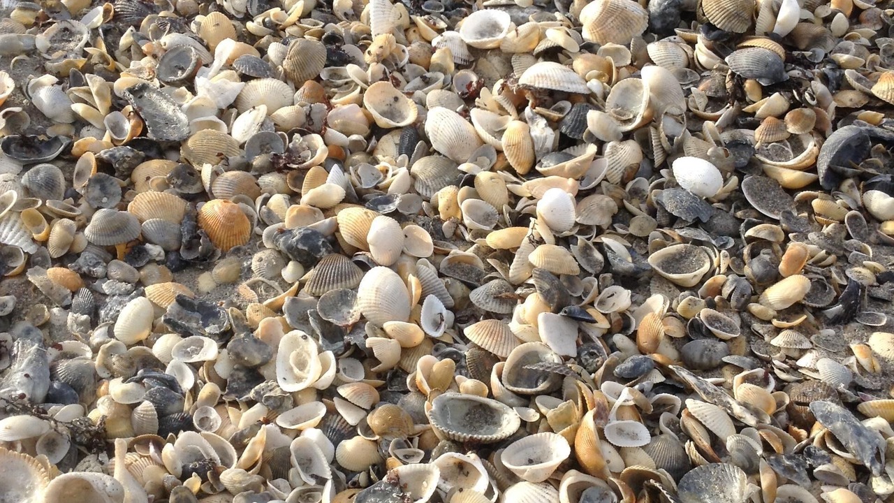 Photo of Others in Crescent Beach