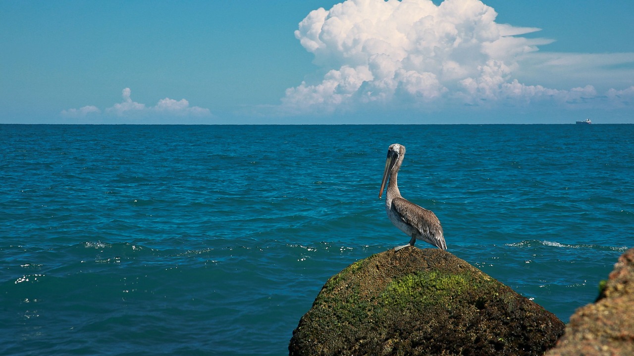 Photo of Others in South Padre Island