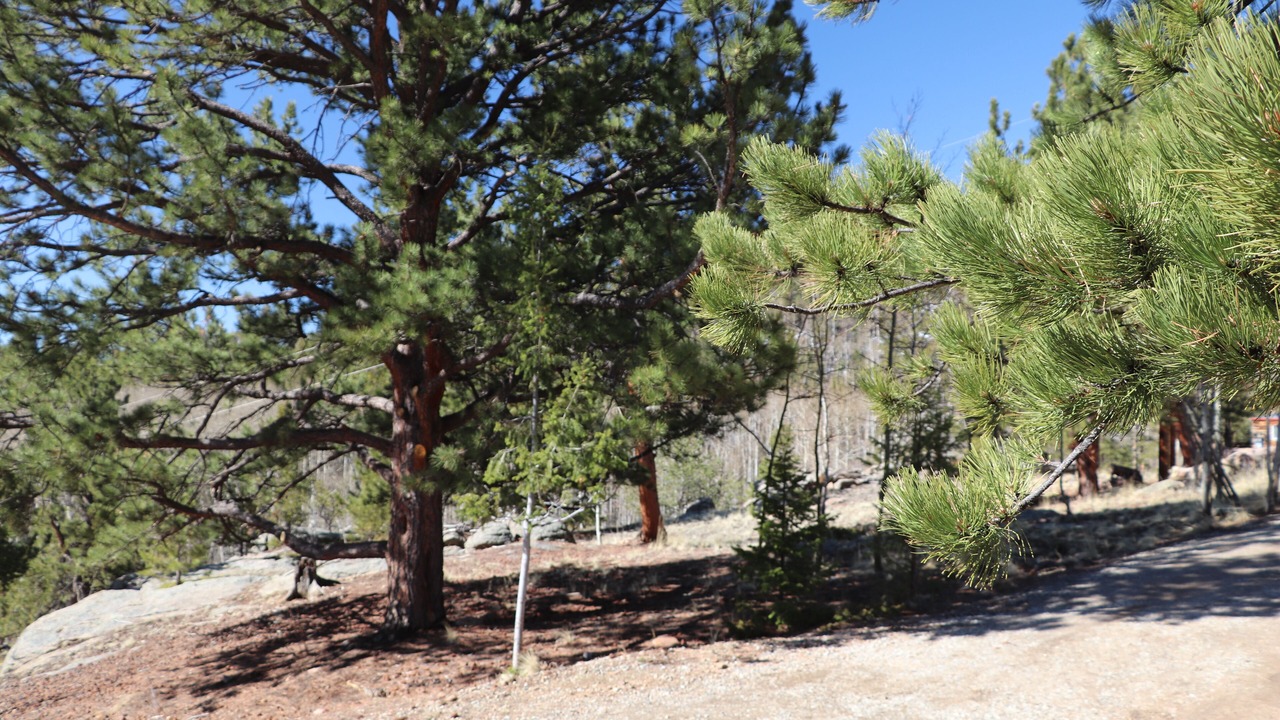 Photo of Outdoor in Tarryall