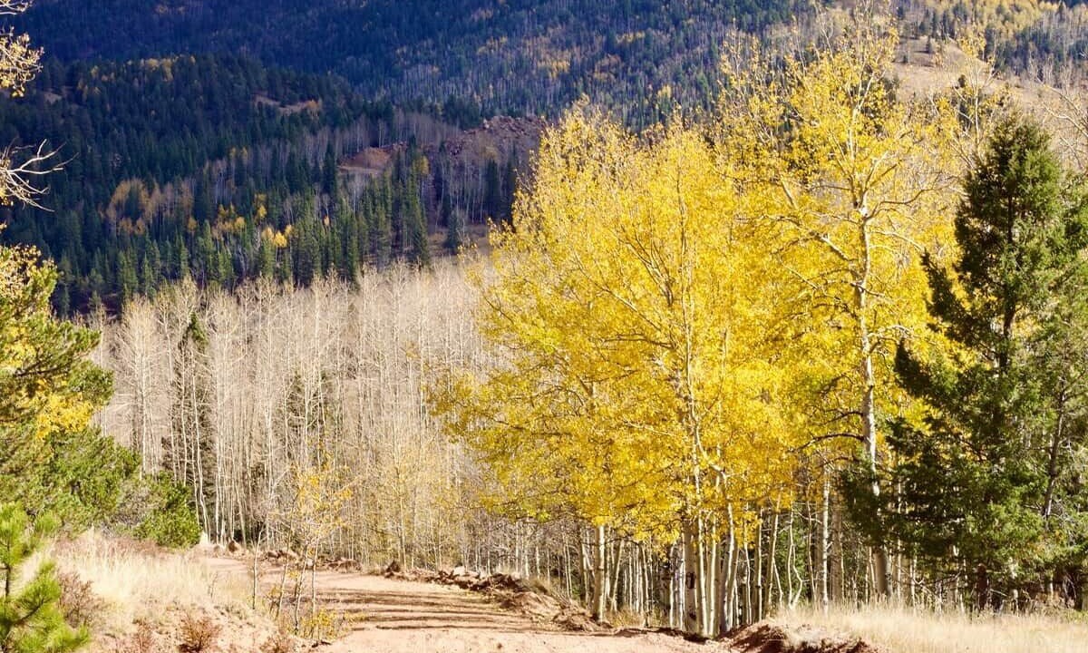 Photo of Outdoor in Victor