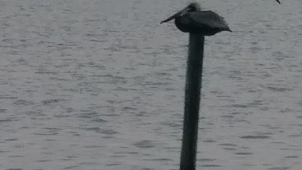 Photo of Others in South Padre Island
