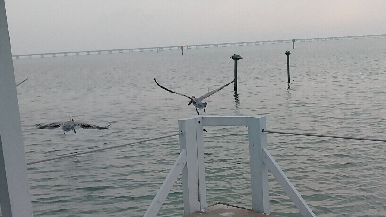 Photo of Others in South Padre Island