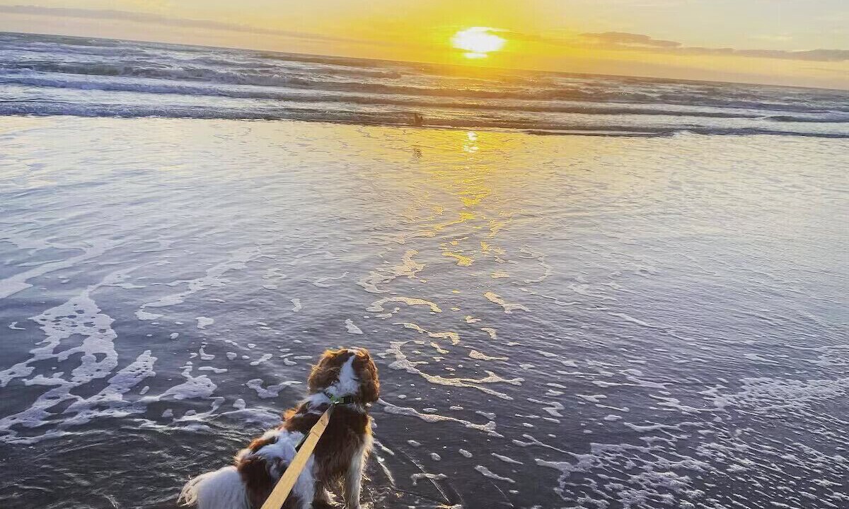 Photo of Others in South Padre Island