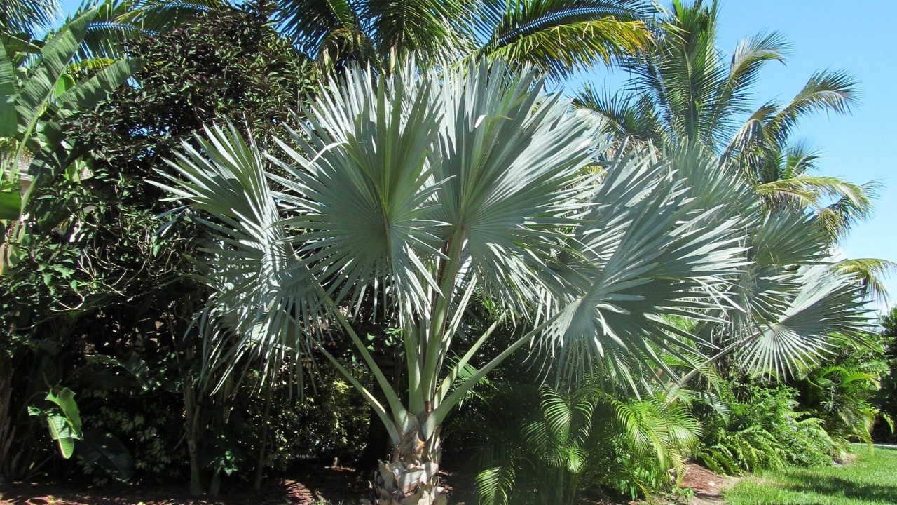 Photo of Outdoor in Jupiter Farms