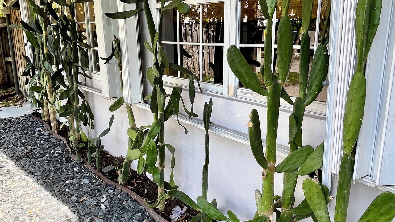 Photo of Outdoor in Central Fort Lauderdale