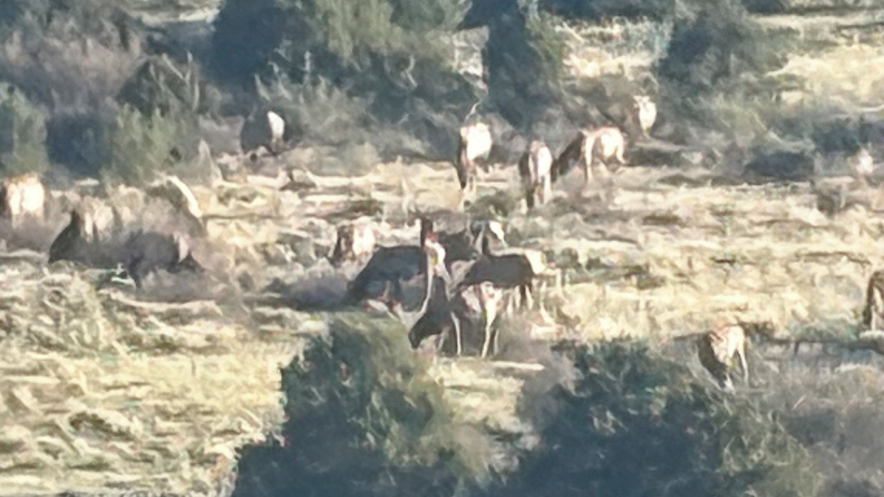 Photo of Others in Saguache