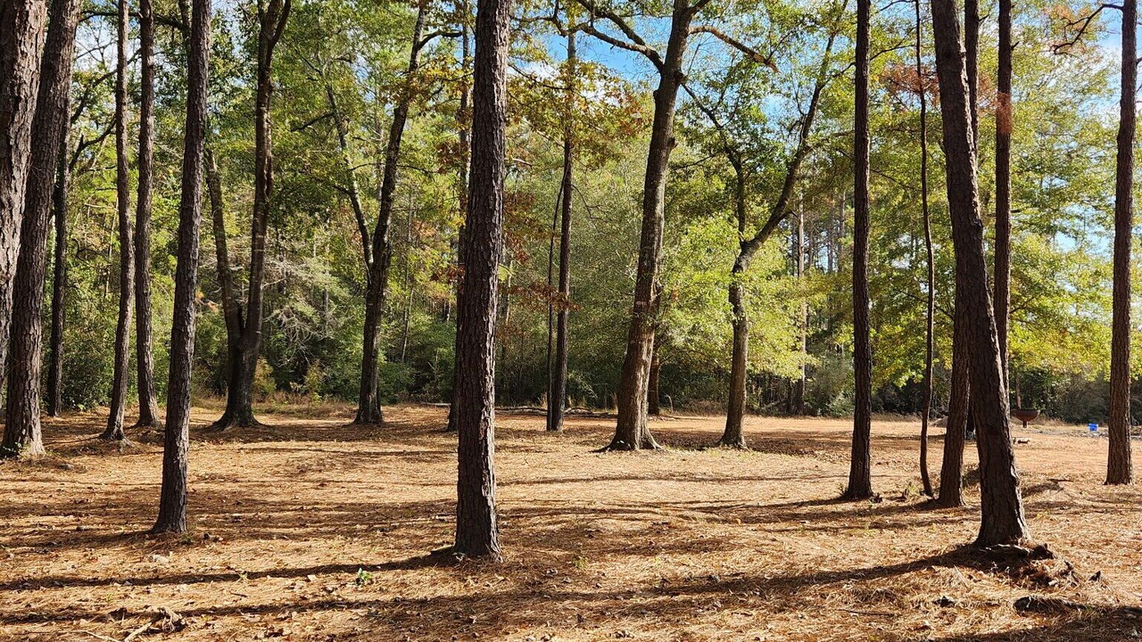 Photo of Others in Conroe