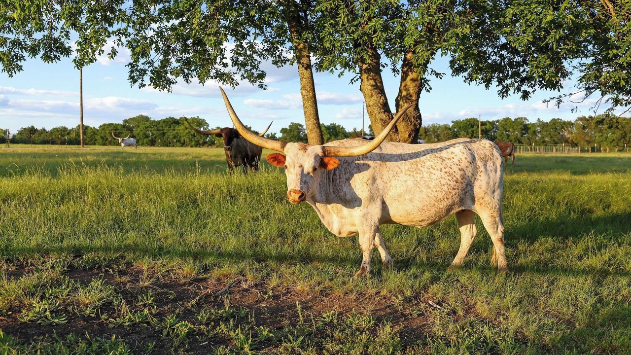 Photo of Others in Gober