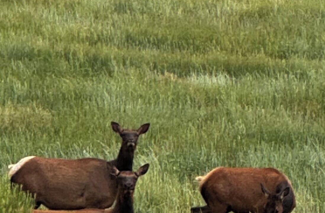 Photo of Others in Red Wing