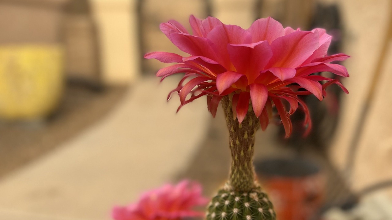 Photo of Others in Mesilla Park