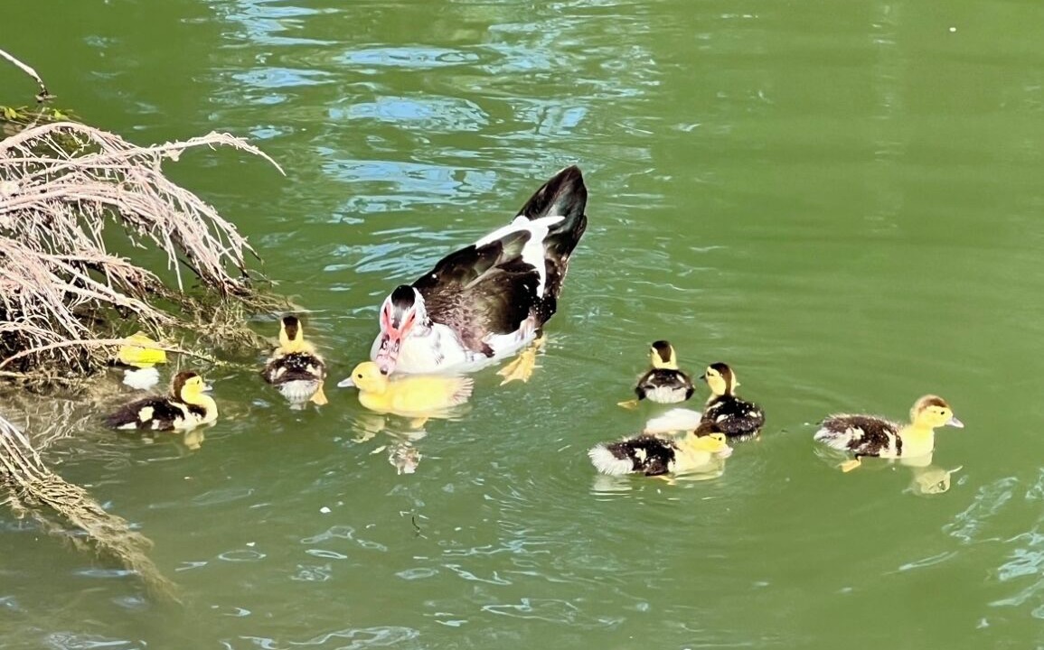 Photo of Others in New Braunfels