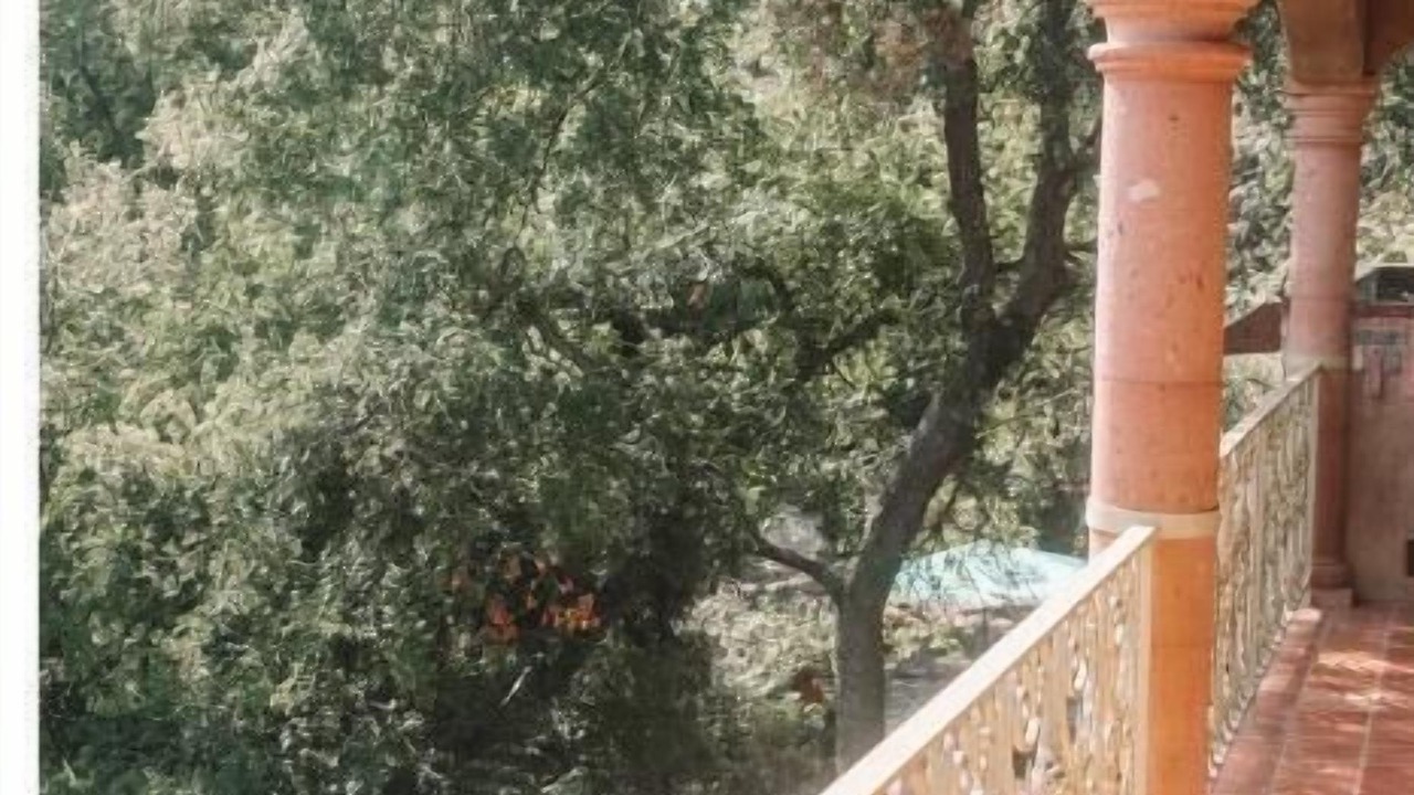 Photo of Outdoor in Old West Austin
