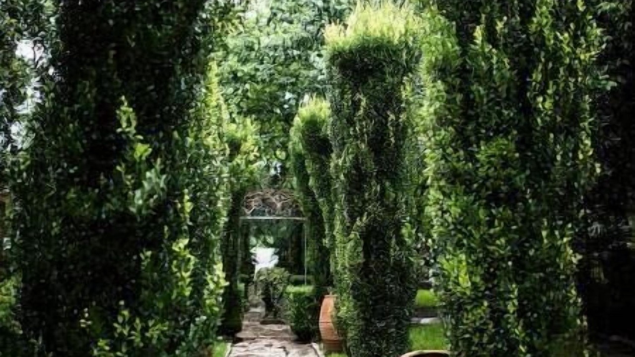 Photo of Outdoor in Old West Austin