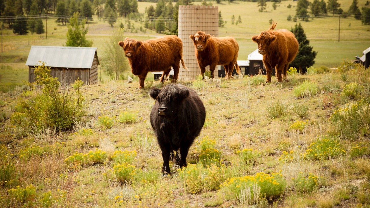 Photo of Outdoor in Park County