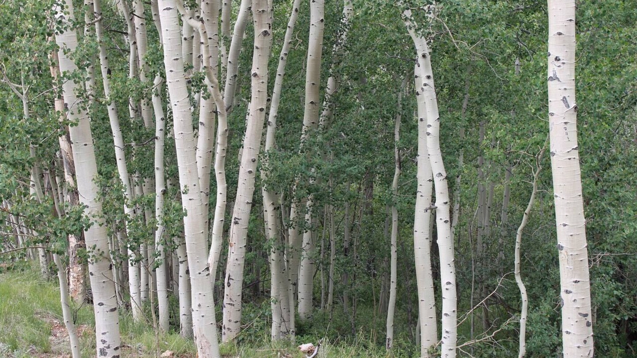 Photo of Others in Tarryall