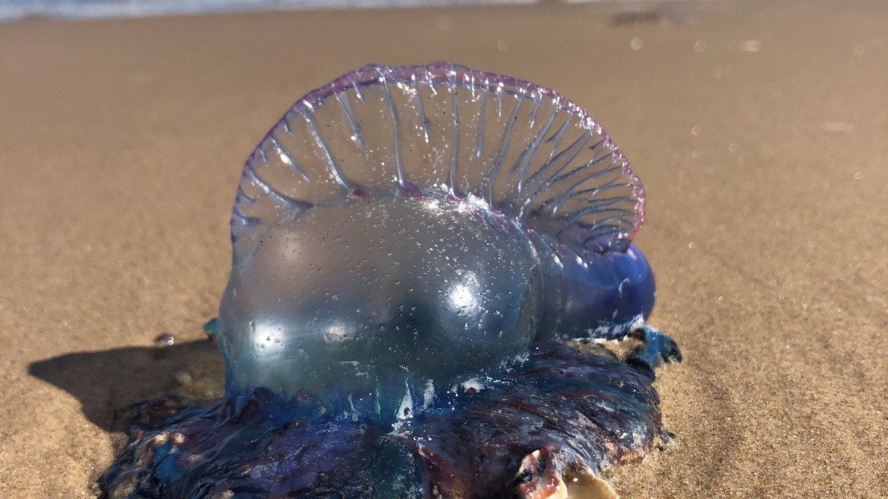Photo of Others in South Padre Island