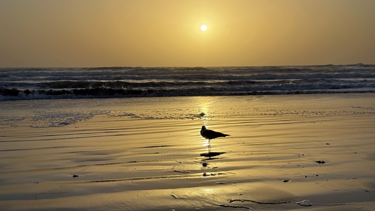 Photo of Others in South Padre Island