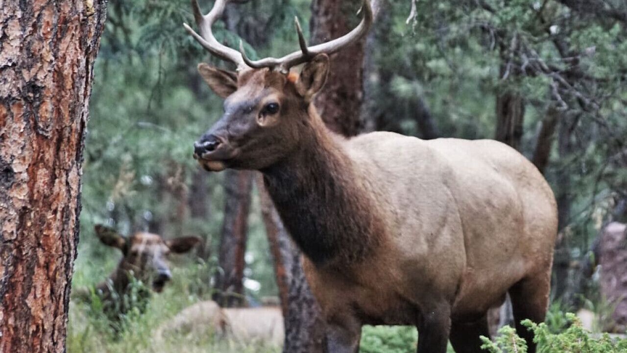 Photo of Others in Indian Mountain