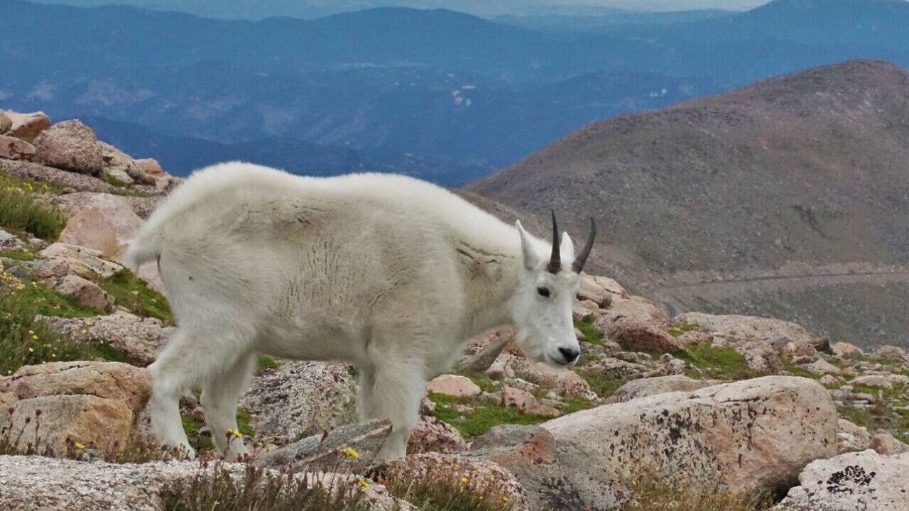 Photo of Others in Indian Mountain