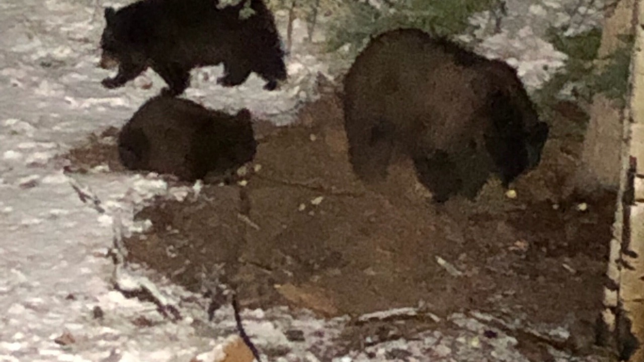 Photo of Others in Indian Mountain