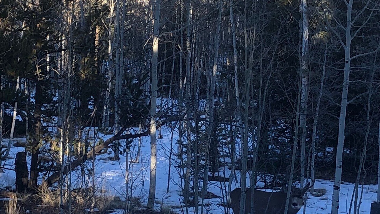 Photo of Others in Indian Mountain