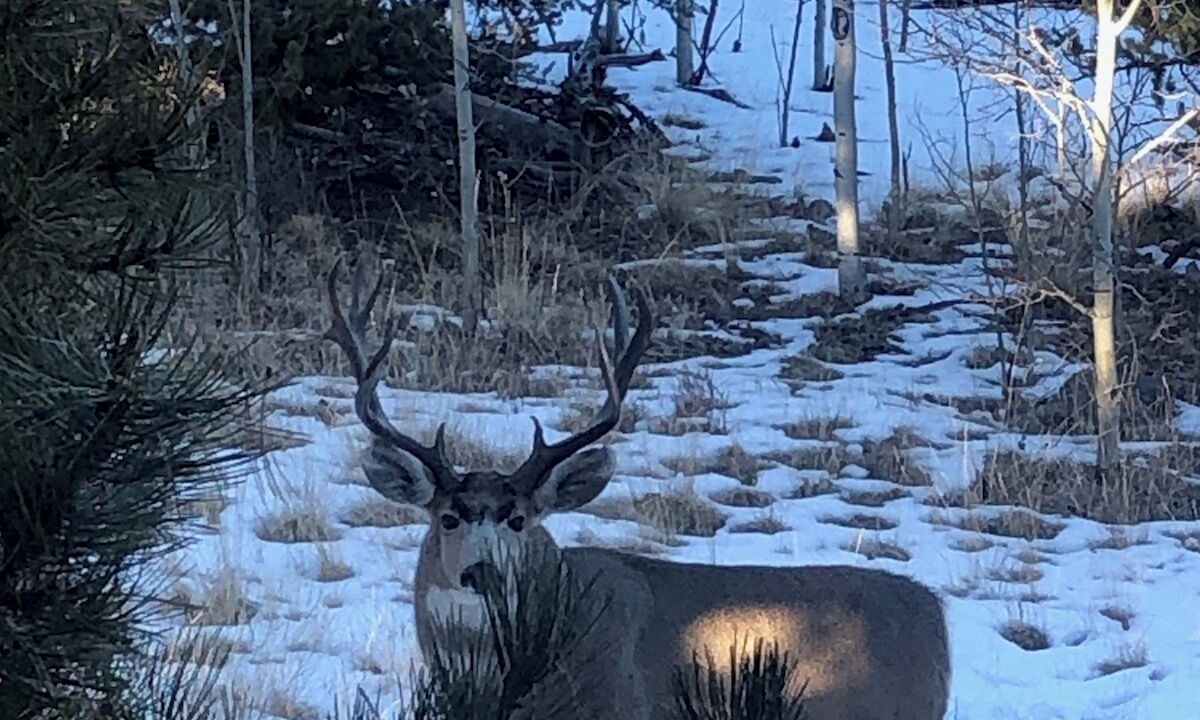 Photo of Others in Indian Mountain