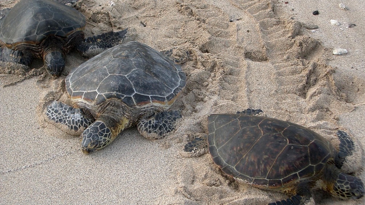 Photo of Others in Ormond-by-the-Sea