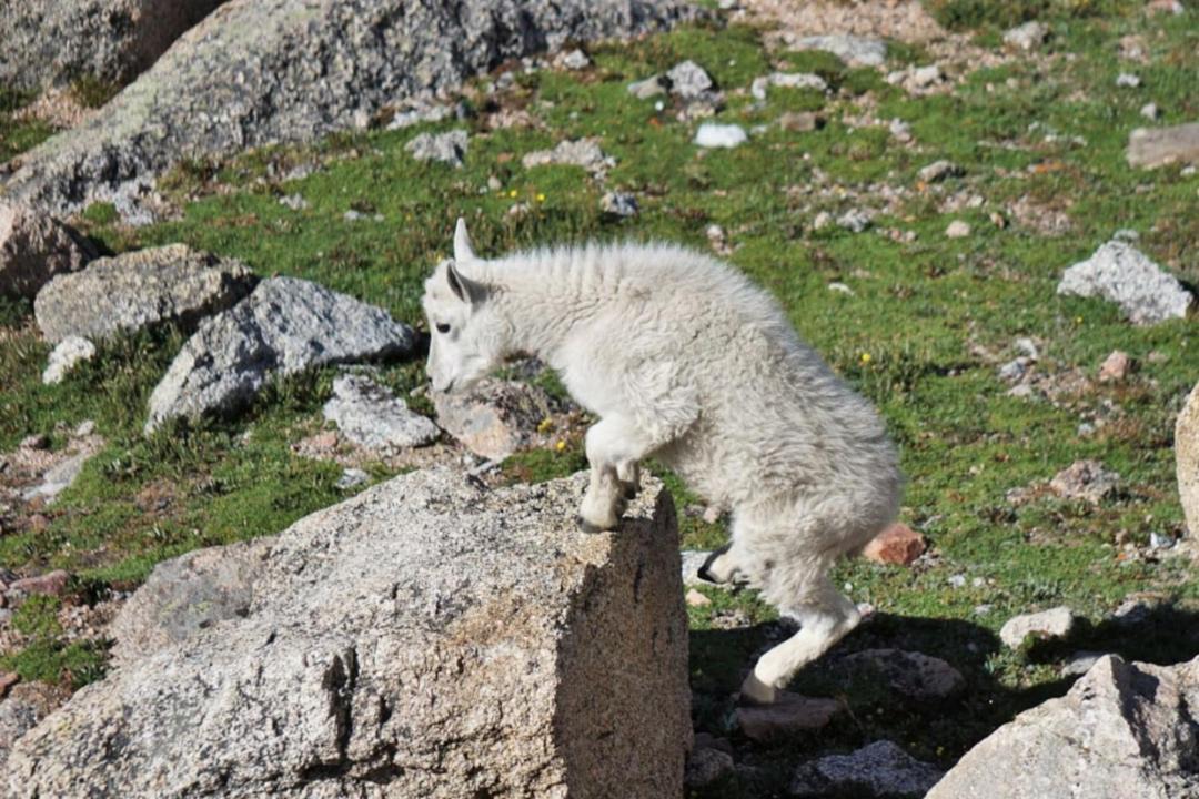 Photo of Others in Indian Mountain