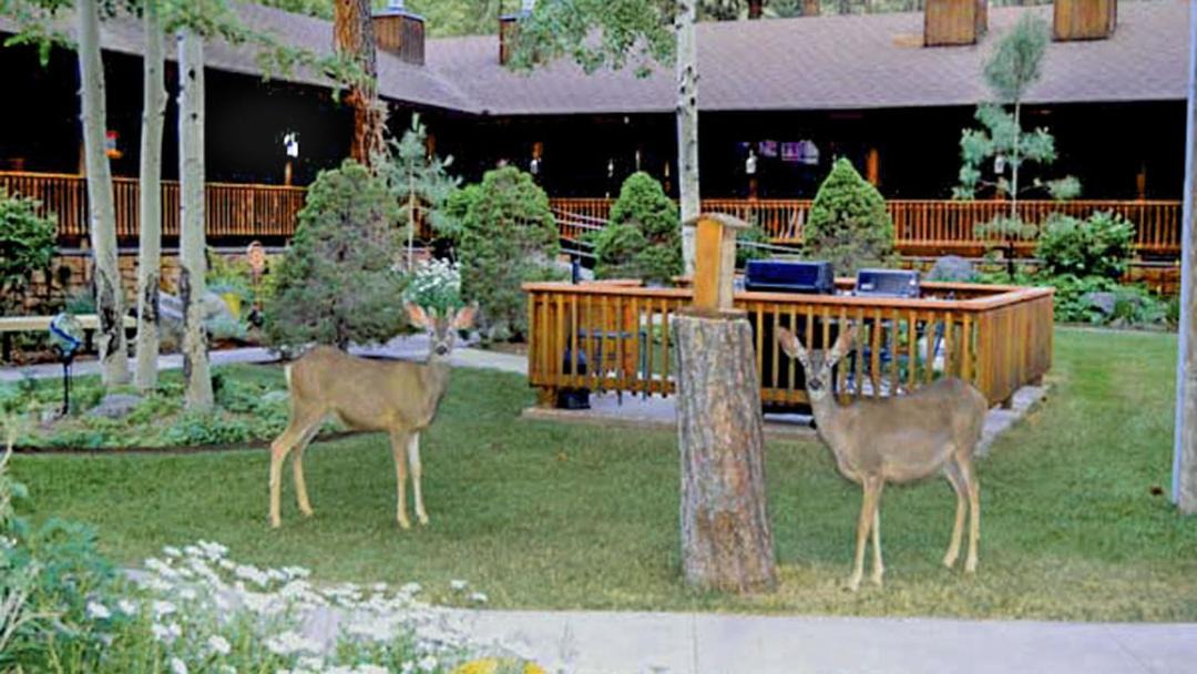 Photo of Others in Ruidoso